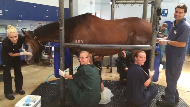 Nurse Brook Reeves, and vets Anne Marie Cullimore and David Byrne with veterinary students treating the burn wounds on Snoopy the horse. 