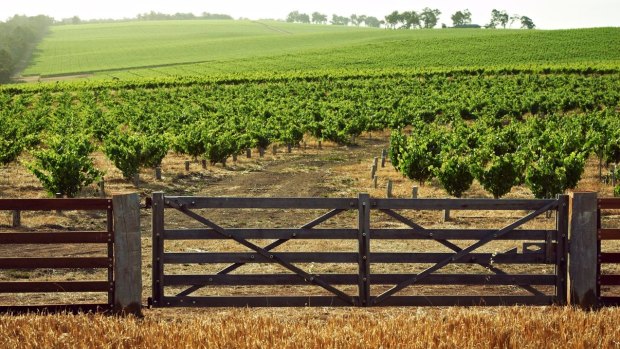 A swag of award-winning WA wines were sourced from the Swinney vineyard in 2015.