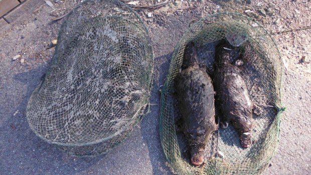 Two platypuses killed in an illegal opera house style trap at Point Hut Pond in 2015.