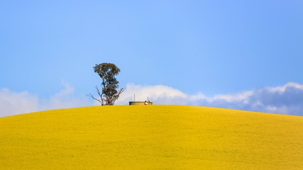 Ivy Lu's photo of a Canola field which has been enterted in the Canberra Times spring photo competition. 