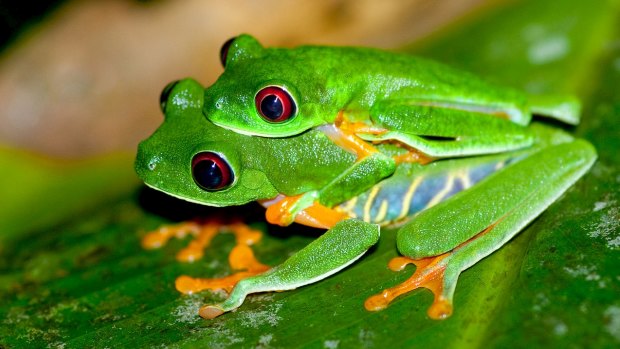 Mass extinction: The global frog population is under threat.