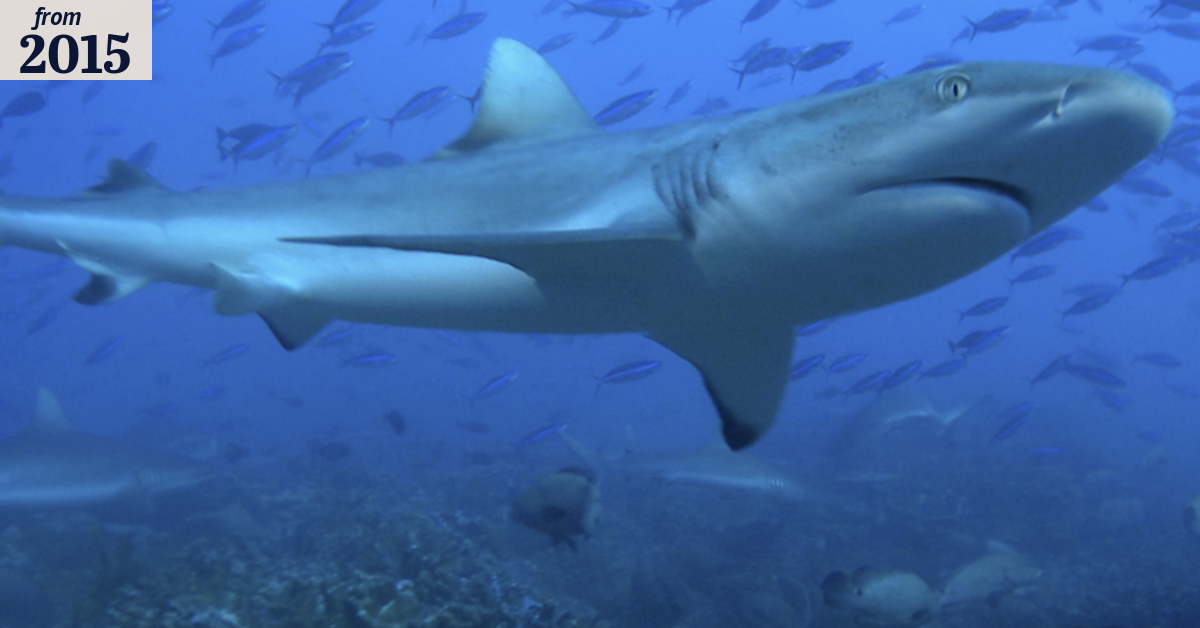Spectacular shark pyramid reveals how the predators target their prey
