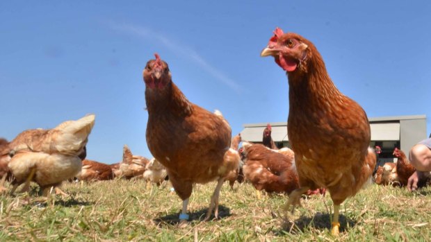 Darling Downs has conceded that from December 2013 to October 2014 it falsely labelled its eggs as "free range".