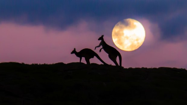 The amorous kangaroos begin their courtship.