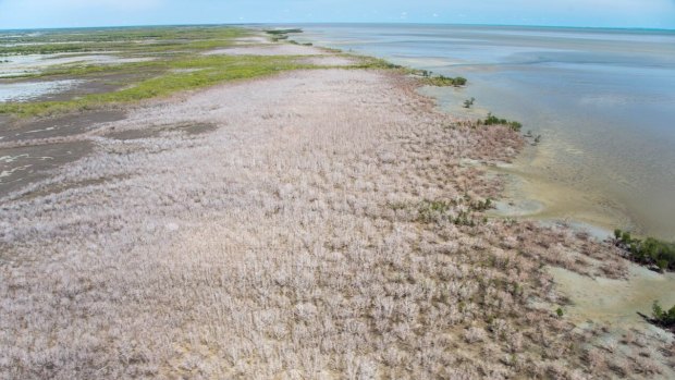 Aerial imagery of large scale diebacks of Mangrove trees.