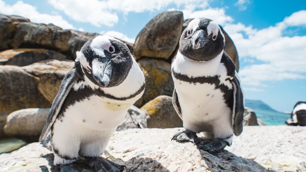 Members of Boulders' penguin colony.