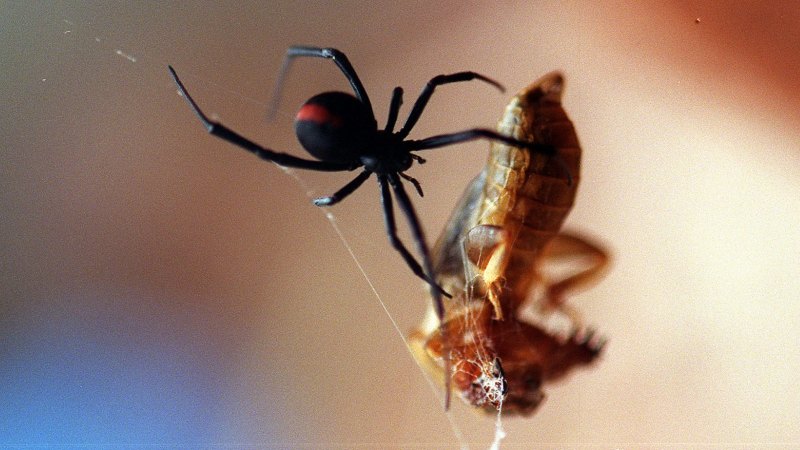 Do You Feel A Redback Bite - Redback Spiders Pest Control And Treatment In Queensland / More than 250 redback spider bites receive antivenom each year, while a number of envenomations probably go unreported because the symptoms weren't as.