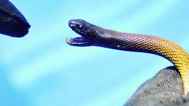 Snakes such as the taipan were to blame for half as many hospitalisations as bees and wasps.