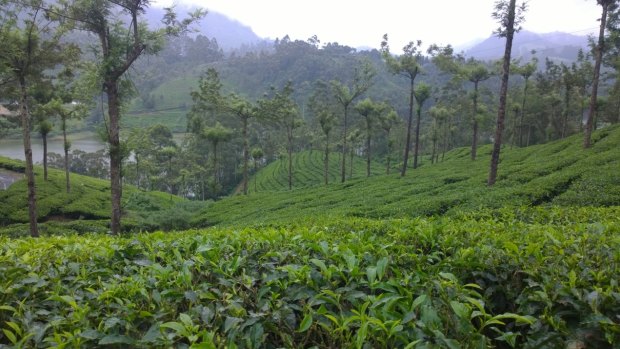 Tea plantations in Munnar.