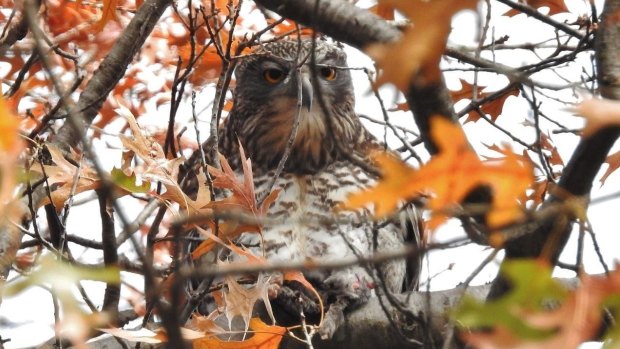 Bliss: The Powerful Owl in Autumnally lovely Turner. 
