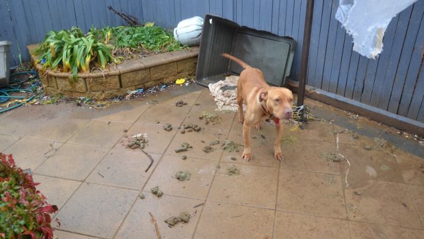The dogs were found surrounded by faeces. 
