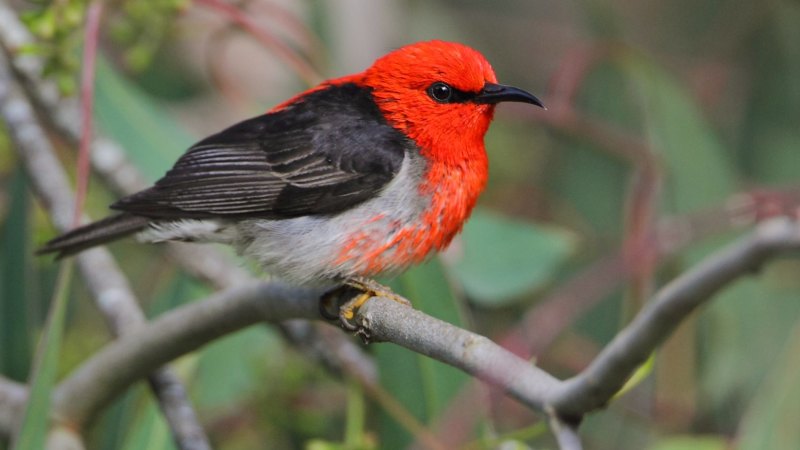 Red Headed Finch Australia Big Dry Driving Red Headed Strangers South For A Wetter Life In Our Backyards big dry driving red headed strangers