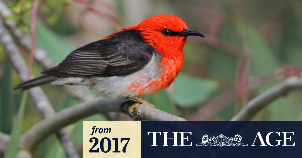 Big Dry Driving Red Headed Strangers South For A Wetter Life In