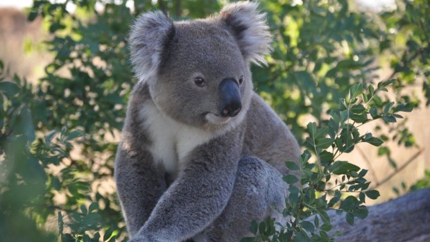 Only about 50 to 100 koalas are now present between the Bega and Bermagui rivers due to historic clearing, logging and climate change.
