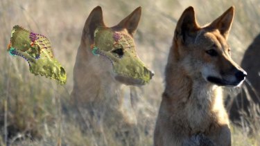 A 3D skull reconstructed from a CT scan superimposed on an image of a dingo. 