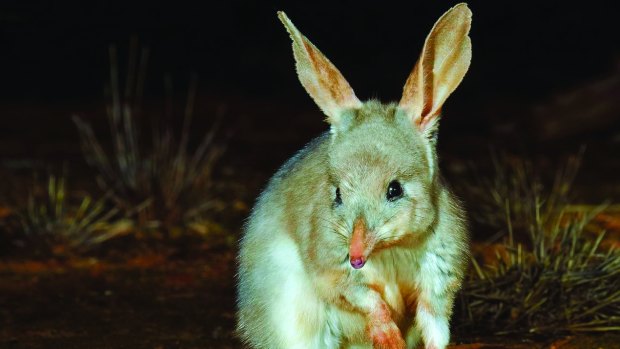 The endangered greater bilby is one of the ten species to be reintroduced.