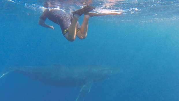 Snorkellers who have successfully managed to swim with humpback whales off Ningaloo Reef speak about it as an almost religious experience. 