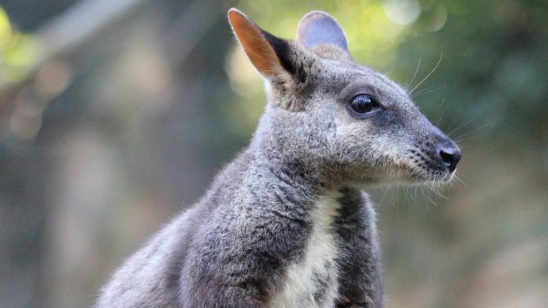 A Brush-tailed rock wallaby, listed as vulnerable.