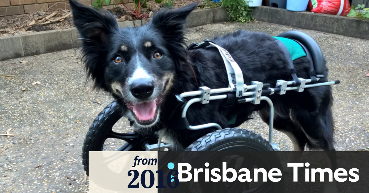 Ziggy The Three Legged Dog Given New Lease On Life