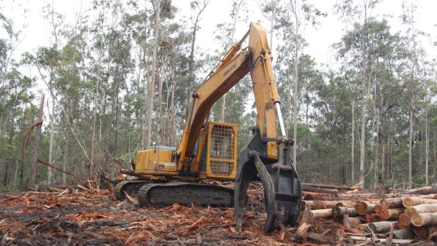 Logging in NSW state forests.