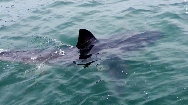 A great white shark cruises next to the jetty at Murrays Beach, Lake Macquarie.