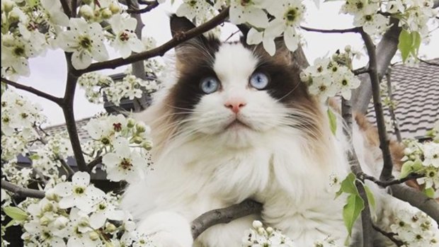 Barbara Mecham: "My Grandcat Bo enjoying the spring blossoms. In his backyard at Dunlop."