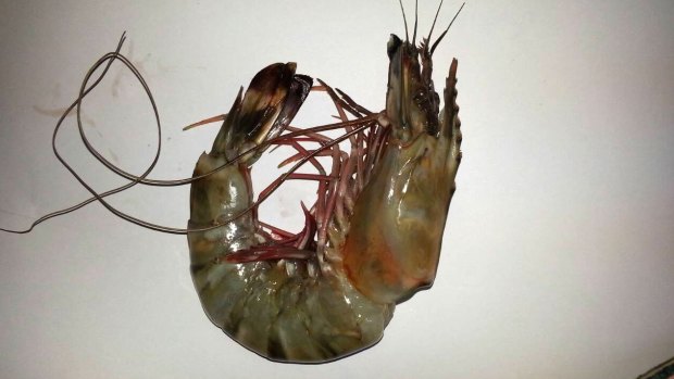 One of the raw prawns allegedly stolen by Jacob Saveisberg. 