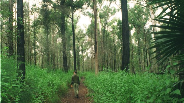 The Forest Path walk takes you on an easy hike through lush rainforests.