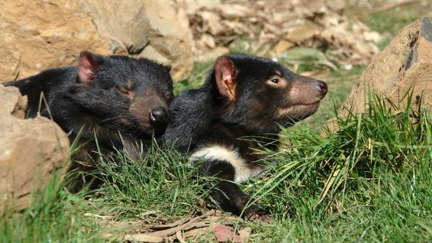 Healthy captive Tasmanian devils take a break.
