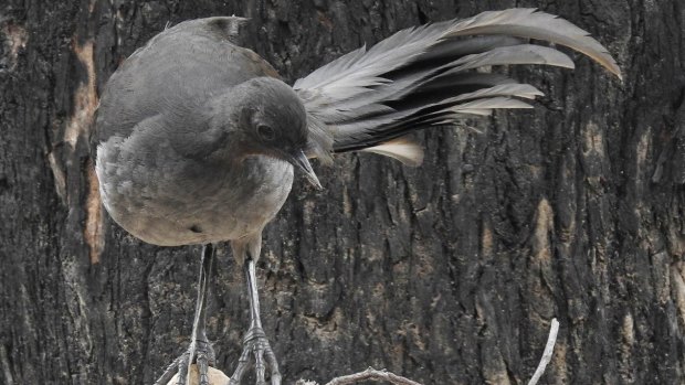 Twenty five shades of grey: a lyrebird at Tidbinbilla. 