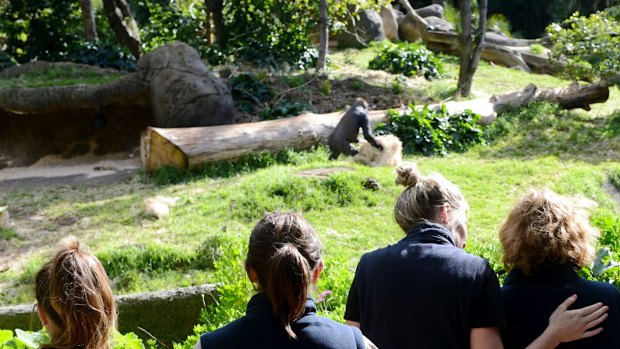 Melbourne Zoo staff at the gorilla enclosure in 2013.