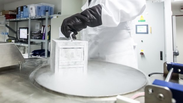 A laboratory specialist removes products from a cryogenic storage drawer.