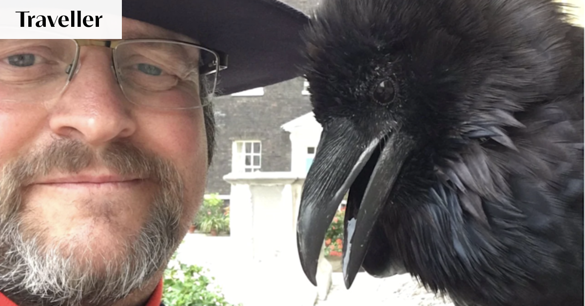 Tower of London's 'Queen' raven Merlina feared dead after 14 years ...