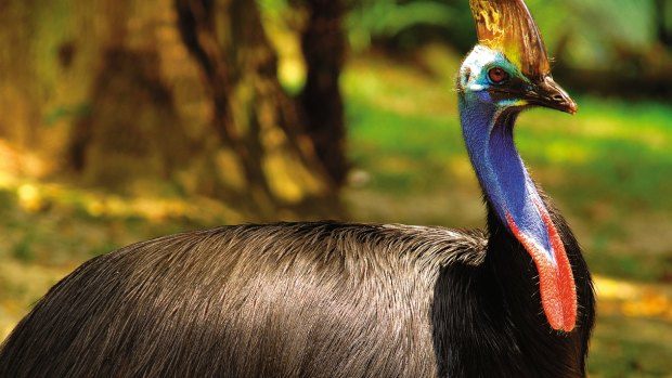 A Cassowary at Wildlife World, Sydney. The government is seeking to reverse the decline of 20 priority birds, 20 priority mammals and 30 priority plants by 2020.
