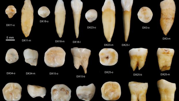 More of the teeth found in the Hunan cave. 