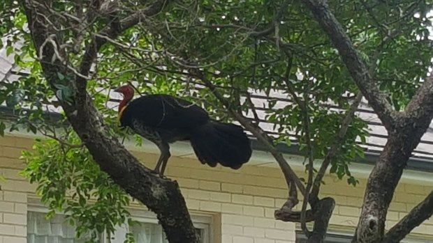 A brush turkey surveys his new abode in Greenwich. 