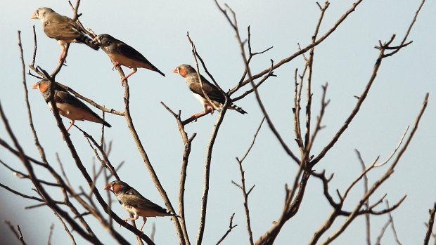 Zebra finches in the wild, at the Ethabuka Station's flora and fauna reserve.