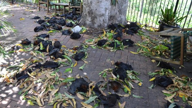 Dead bats dropped dead from the trees around Casino in the weekend heatwave.