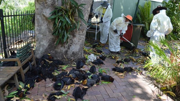 Richmond Valley Council workers continue to remove dead bats on Tuesday morning following the weekend heatwave.