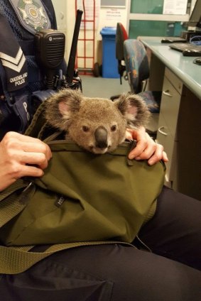 Police have found a baby koala in a woman's bag after stopping her at Wishart on November 6.