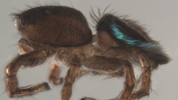 Maratus licunxin, the peacock spider named after Queensland Ballet's artistic director, Li Cunxin.