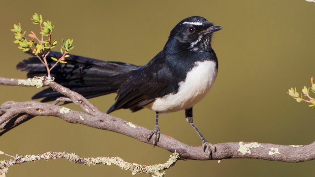 Willie wagtail sightings have declined since 1999.