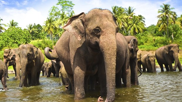 A herd of elephants in Sri Lanka.