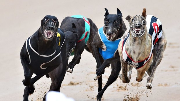 Final sprint: The NSW government plans to end greyhound racing in 2017.