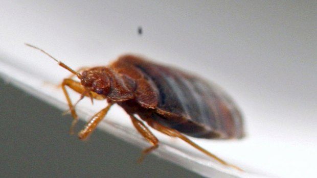 A bed bug in a Minnesota lab. 