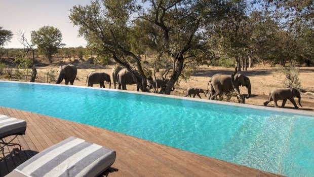 A herd of elephants walk besides the swimming pool at &Beyond Ngala Safari Lodge.