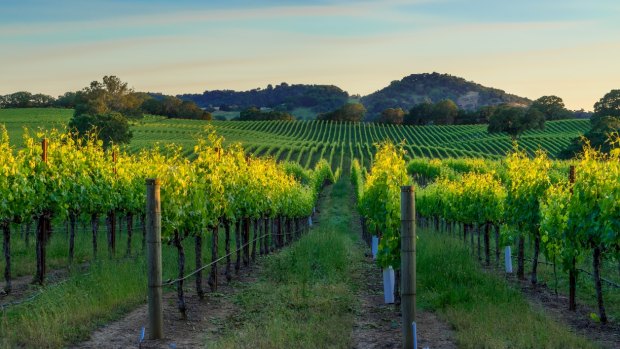 Sunset in the vineyards of Nappa Valley, California.