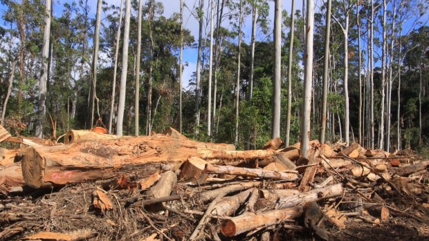 Logging in state forests may be back in the spotlight.