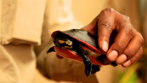 The Jardine River Painted turtle, native to Queensland's Cape York, has not been formally sighted since 1989 ... until now.