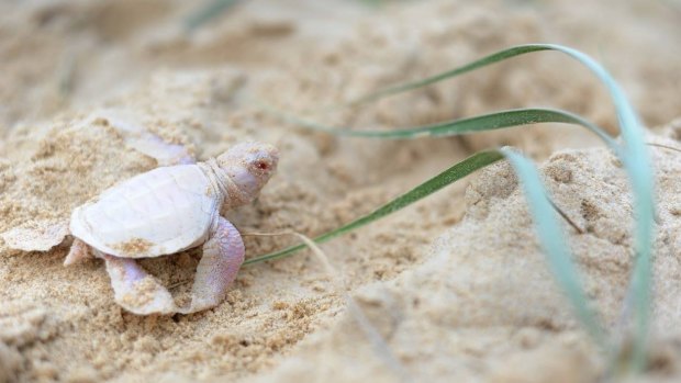 Alby the albino turtle makes his way down the Sunshine Coast beach toward international stardom.